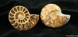 Scarce Inch Desmoceras Ammonite #1503-1